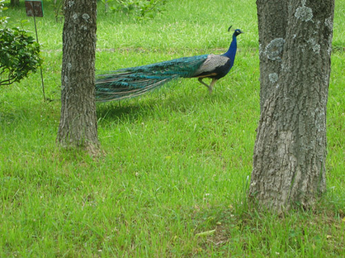 Arboretum_Peacock