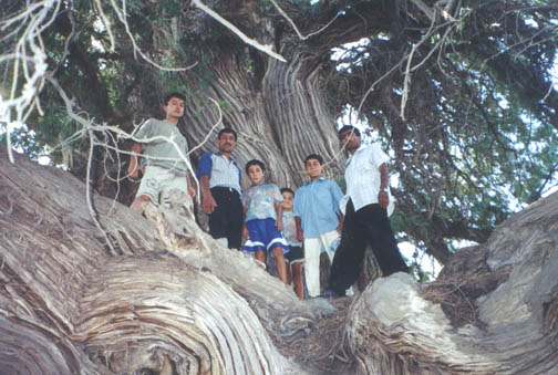Biota tree